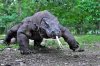 Komodovaraan_close.jpg