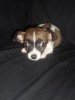 pup - kopie.jpg