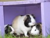 cavia.jpg