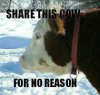 sharethiscow.jpg