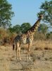 giraffe.jpg
