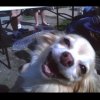 Happy-Dog-Meme-03.jpg