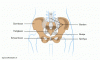 afbeelding-bekken-300x182.gif