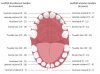 Baby-tandjes-anatomy-van-een-melkgebit-in-het-Nederlands.jpg