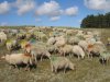 6524-5411c41e0f0ce-schapen-bont-gedekt.jpg