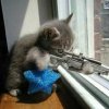 cat-with-gun.jpg~c200.jpg
