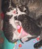 Kittens1.jpg