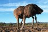 A-male-ostrich-was-chasing-two-.jpg.330.jpg