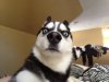 surprised-husky.jpg