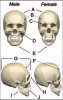 1skulltherory.jpg