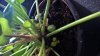 plant.jpg