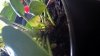 plant2.jpg