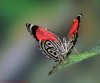 03289-89-butterfly.jpg