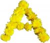 Blumen-A.jpg