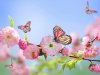 Butterflies.jpg