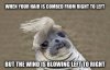 seal.jpg