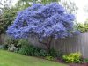 ceanothus.jpg