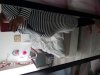 IMG_20170414_135228.jpg
