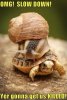 funny-animal-captions-024.jpg