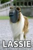 lassie.jpg