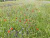 20170610_121714.jpg