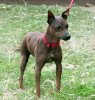 samerican-hairless-terrier2.jpg