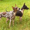 American-Hairless-Terrier-HERO.jpg