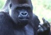 050323_108174_gorilla.jpg