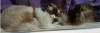 katties.png