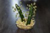 komkommer-cactus1.jpg