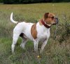 UKC_Olde_English_Bulldogge_Female.jpg