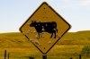 holey_cow.jpg