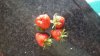 IMG-20180528-WA0004.jpeg