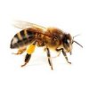 honey-bee-250x250.jpg