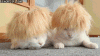 8705da4a79_1475052192_giphy__flat.gif