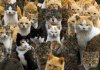 cats.jpg