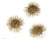 1280px-Arctium_lappa_MHNT.BOT.2004.0.16.jpg