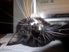 DSC00305.jpg