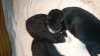 IMG-20181020-WA0016.jpeg