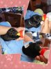 collage-1540138868499.jpg