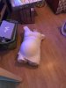 IMG-20181110-WA0007.jpg