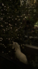 0A0CF270-8275-4D9F-8056-F099DF787892.png