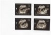 Echo 11wk 6dg.jpg