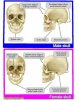 skull-theory.jpg