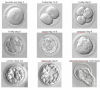 embryo-ontwikkeling.png