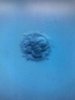 embryo.JPG