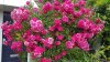 20180617_113025.jpg