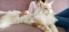 Maine coon.jpeg