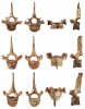 Thoracic-vertebrae-of-MNHNFPRU10-holotype-of-Cynthiacetus-peruvianus-A-first.png