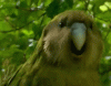 giphy-1.gif